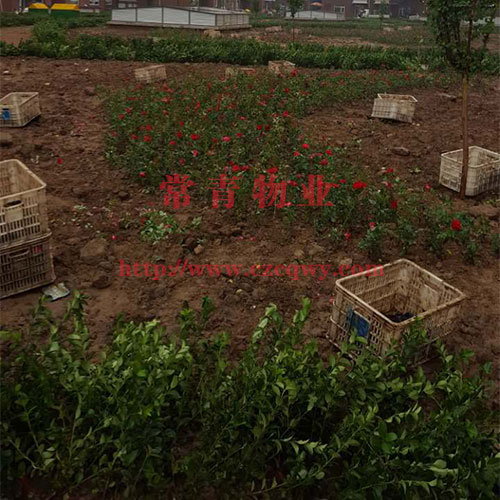 園林綠化